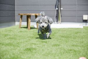 「犬の体にやさしい」を考えて、床材は踏み⼼地の柔らかいゴムチップ舗装や⼈工芝を採用。お外デビュー前の子犬の遊び場、<br class="pconly">サポートの必要なシニア犬が気分を変えてくつろぐ場所ができました!